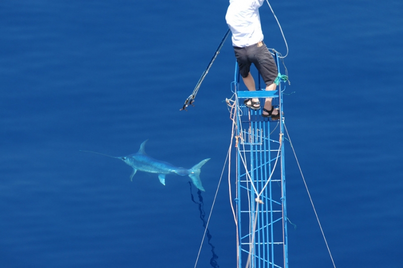 La “caccia” al Pescespada tra usi, costumi e leggende nelle acque dello Stretto di Messina. | Il Gustosino